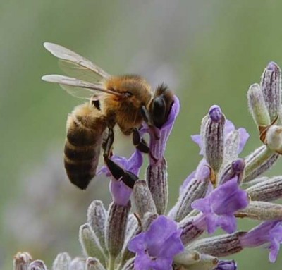 Biene.JPG (47.45 KiB) 5310 mal betrachtet Lavendel mit Bienenstich