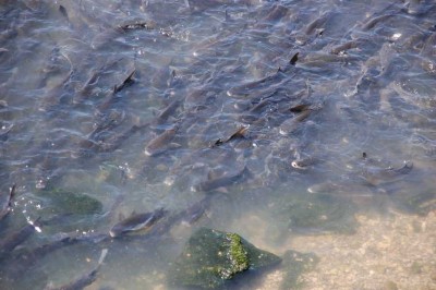 Fische.JPG (117.63 KiB) 22936 mal betrachtet Ich empfehle den Vergrößerungklick!