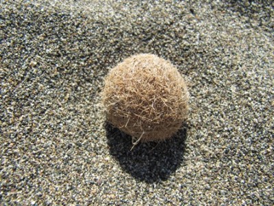 Strand - Seegrasbällchen.jpg