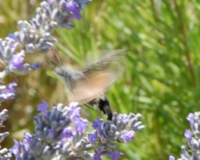 A Taube im Flug DSC_1533.JPG (60.57 KiB) 2269 mal betrachtet Blitzschnell bewegt er seine Flügel