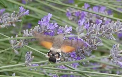 Hinterteil Taube Augen DSC_1524.JPG (58.91 KiB) 2601 mal betrachtet Das Hinterteil ähnelt einem Kopf aus, ich erkenne deutlich zwei Augen - Mimikri? In der Fachliteratur habe ich nichts darüber gefunden.