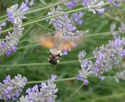 Taube DSC_1574.JPG (71.46 KiB) 2601 mal betrachtet Auf dem Foto kann man erkennen, warum der tagaktive Nachtfalter Tauben- oder Karpfenschwanz genannt wird.