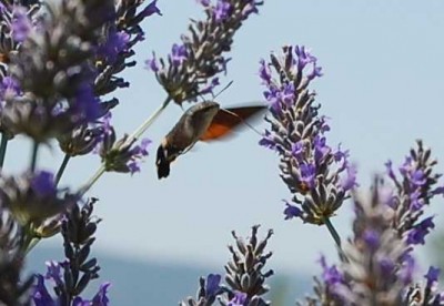 Zwar verharrt er kolibriähnlich über den Blüten, doch das ganze passiert so schnell, dass ein gutes Foto reiner Zufall ist.