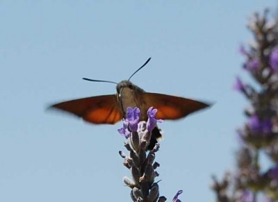 AUSGEBREITET DSC_0014.JPG (46.01 KiB) 2269 mal betrachtet Mit ausgebreiteten Flügeln