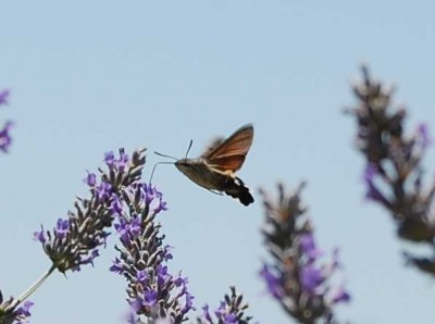 Rüssel DSC_1625.JPG (50.41 KiB) 2601 mal betrachtet Der Rüssel wird in der Blüte versenkt.