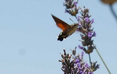 eingerollter Sauger DSC_1615.JPG (46.52 KiB) 2269 mal betrachtet Eingerollter Saugrüssel