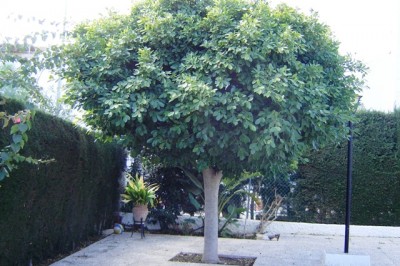 ficus (4).JPG