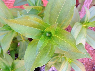 Zinnien-Knopse