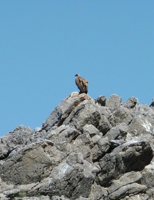 Geier in der Sierra Grazalema
