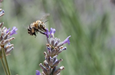 Es greift sich die Blüte und saugt den Nektar aus