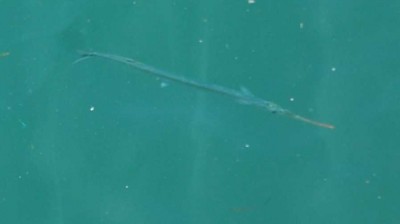 Fisch im Hafenbecken DSC_0828.JPG (36.43 KiB) 8384 mal betrachtet Von der Promenade aus beobachtet: