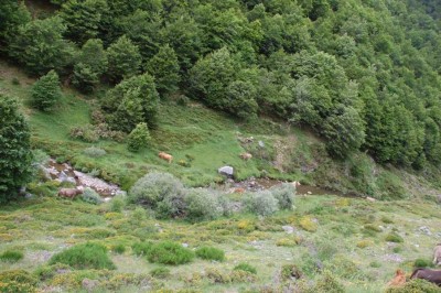 DSC_1542 Kühe am Bach.JPG (152.68 KiB) 6672 mal betrachtet Kühe