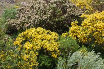 DSC_1478 dichter Bewuchs.JPG (184.37 KiB) 7285 mal betrachtet dichter Bewuchs