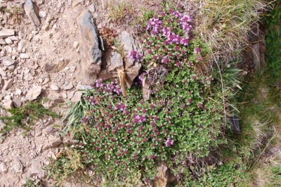 DSC_1465 Rasiger Dost, Origanum vulgare Majoran.JPG (190.64 KiB) 8419 mal betrachtet Rasiger Dost/Majoran/Origanum vugare