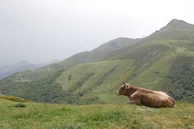 DSC_1442 Collado de Llesba wieder eine glückliche Kuh.JPG (107 KiB) 7282 mal betrachtet Collado de Llesba: Wiederkauende Ku