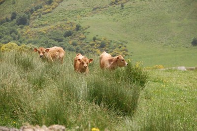DSC_1447 und glückliche Kälbchen.JPG (132.04 KiB) 7282 mal betrachtet und glückliche Kälbchen, die uns neugierig anschauen.