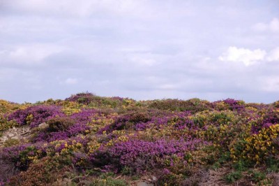 Bunten Blütenpracht auf den Dünen