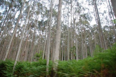 Immer wieder fuhren wir durch duftende Eukalyptuswälder.