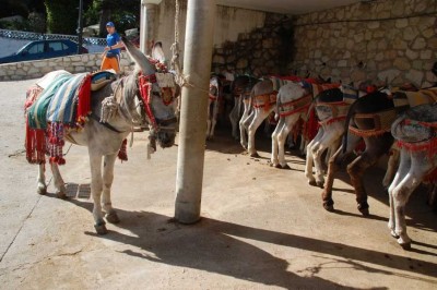 Touristen-Esel in Mijas