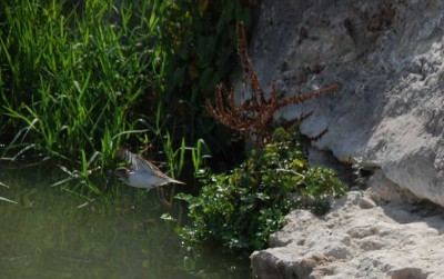 DSC_0040 Vogel.JPG