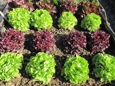 Salat.jpg