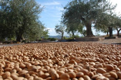 mANDELERNTE.JPG (123.5 KiB) 5072 mal betrachtet Die geschälten Mandeln trockneten heute noch in der Sonne, inzwischen sind sie sverpackt.