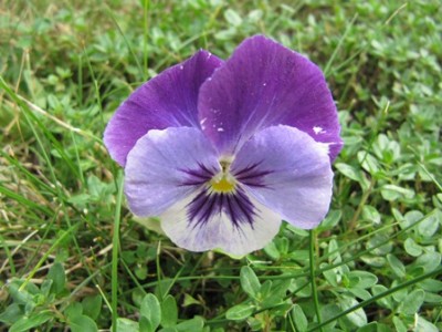 Blümchen.jpg