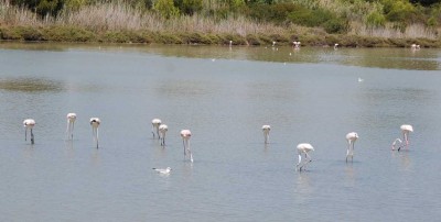 Flamingos am Salzsee  DSC_0093.JPG