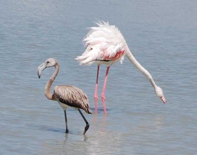 Flamingo mit Jungtier