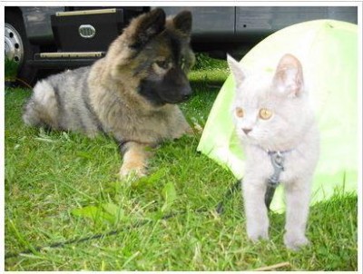 K800_Dusty und Katze.JPG