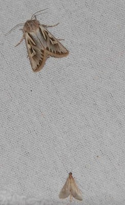 1 DSC_0977.JPG