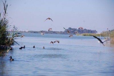 Albu im Flug 1.JPG