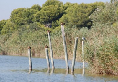 Albujeder Pfahl ist besetztDSC_0037.JPG (130.93 KiB) 5450 mal betrachtet Besetzt!