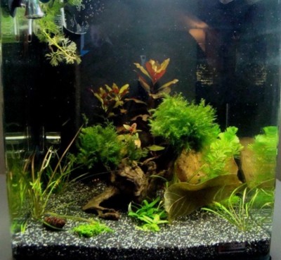 Aquarium
