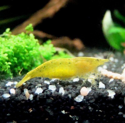 Hundesauerei 092.jpg (81.29 KiB) 3400 mal betrachtet caridina cf.babaulti
