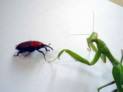 Foto: costablancafan