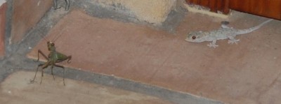 Geck und Gott DSC_0029.JPG (49.58 KiB) 4481 mal betrachtet Erster Blickkontakt