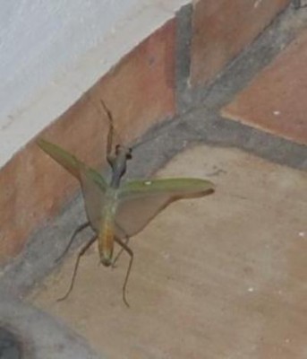 Gott fliegt DSC_0062 A.JPG