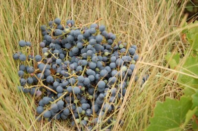 Trauben verwilderter Weinreben