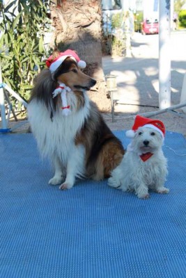 auch unsere Hunde feiern Weihnachten