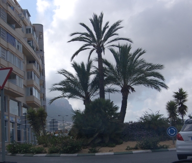 Calpe, Kreisel mit Palmen