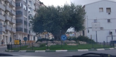 Kr4.JPG (168.96 KiB) 15920 mal betrachtet mit Olivenbaum