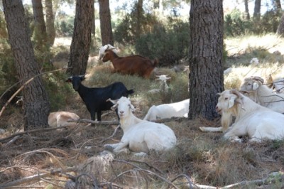 Ziegen mit Aufpasser =  Macho auf der rechten Seite