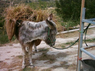 Rosi bei der Arbeit...