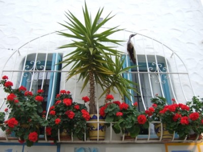 Altea-kiwi8.jpg
