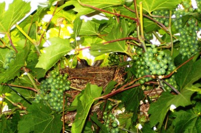 Amsel in den Weintrauben 0269.jpg