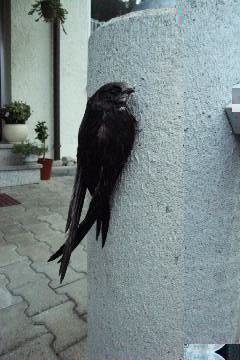 Mauersegler vor dem ersten Flug.JPG