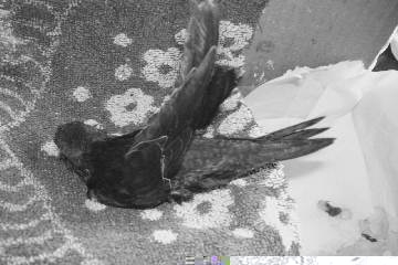 Mauersegleraufzucht  03627018.JPG