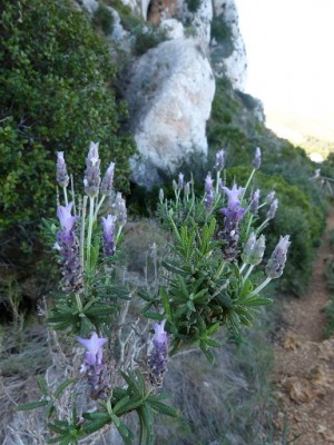 Lavendel