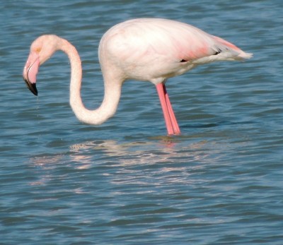 In Calpe statteten wir den Flamingos einen Besuch ab ...